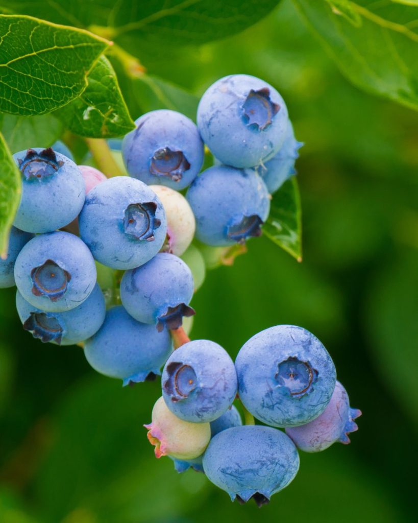 cultivar-arandanos