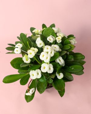 euphorbia-milli-white-flor