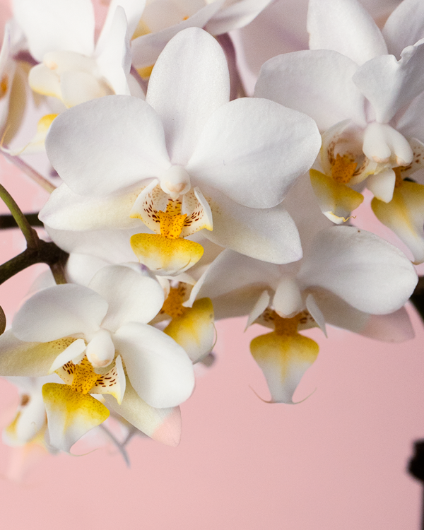 flor-orquidea-blanca-mini