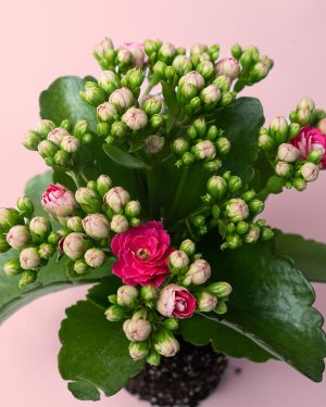 kalanchoe-rosa-mini-flor