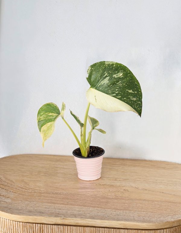 monstera thai constellation mini mueble