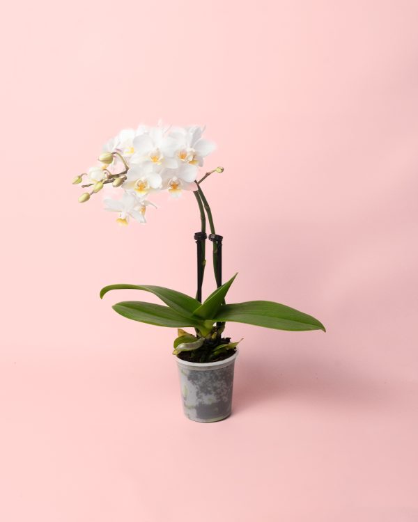 orquidea-mini-blanca