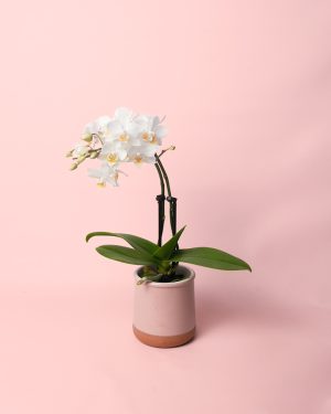 orquidea-mini-blanca-maceta