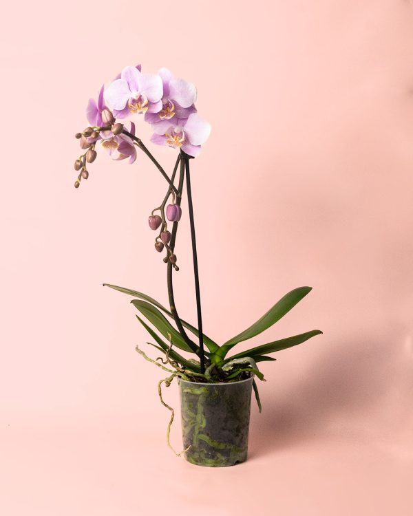 orquidea-pink-m-planta