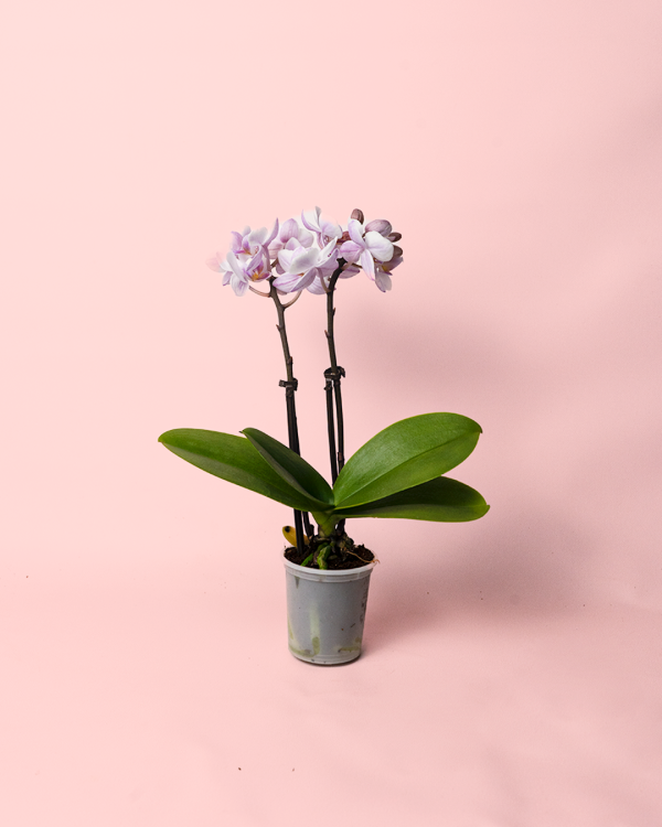 orquidea-pink-mini