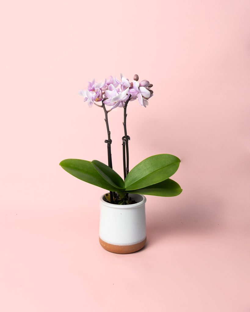 orquidea-pink-mini-maceta