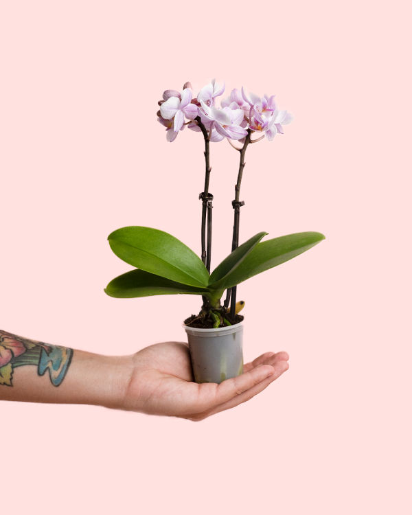 orquidea-pink-mini-planta