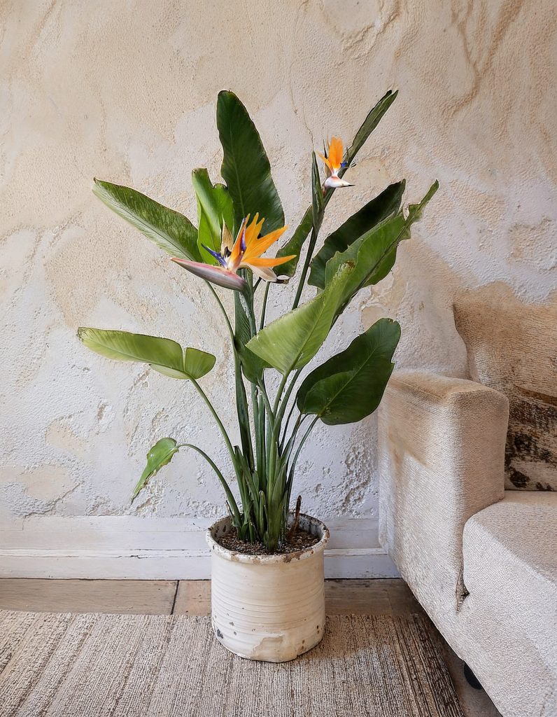 strelitzia-regina-salon