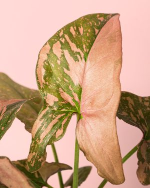 syngonium-pink-splash-mini-hoja