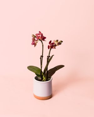 orquidea magenta mini