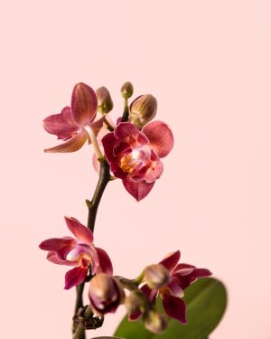 orquidea magenta mini flor