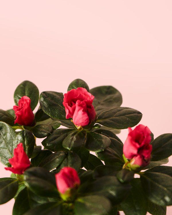 Rhododendron Rojo Mini flor