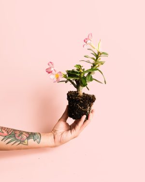 adenium obesum mini