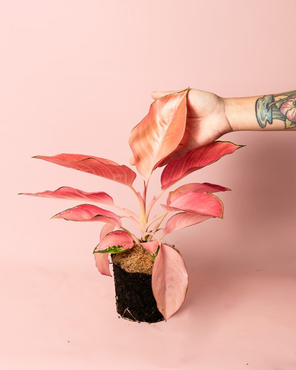 aglaonema flamingo planta