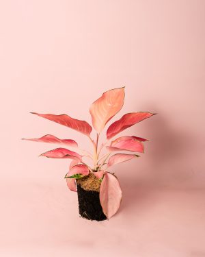 aglaonema flamingo m