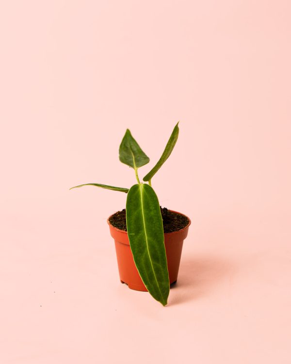 Anthurium Warocqueanum mini maceta