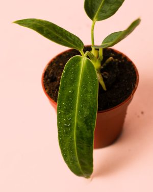 Anthurium Warocqueanum mini hoja