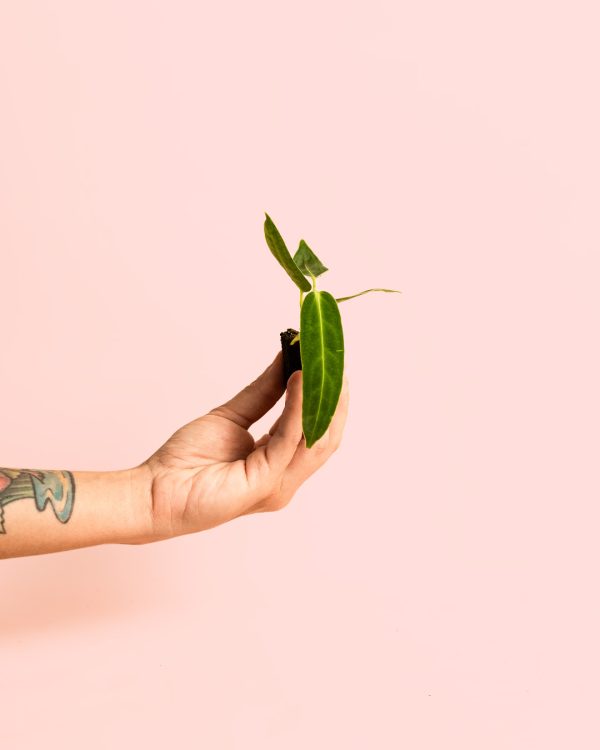 Anthurium Warocqueanum mini planta