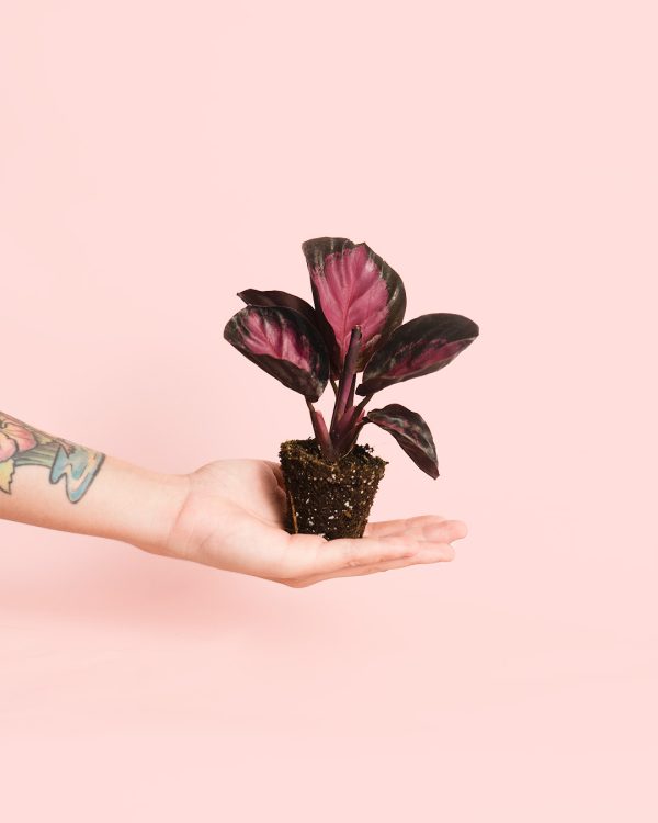 calathea roseopicta rosy mini