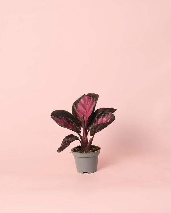 calathea roseopicta rosy maceta