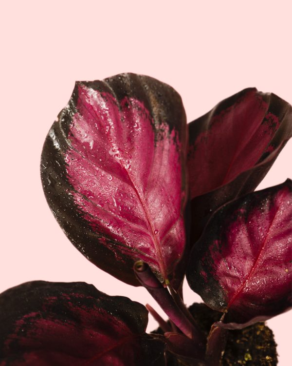 calathea roseopicta rosy mini hoja