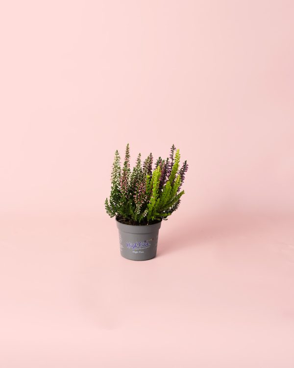 calluna vulgaris color mini