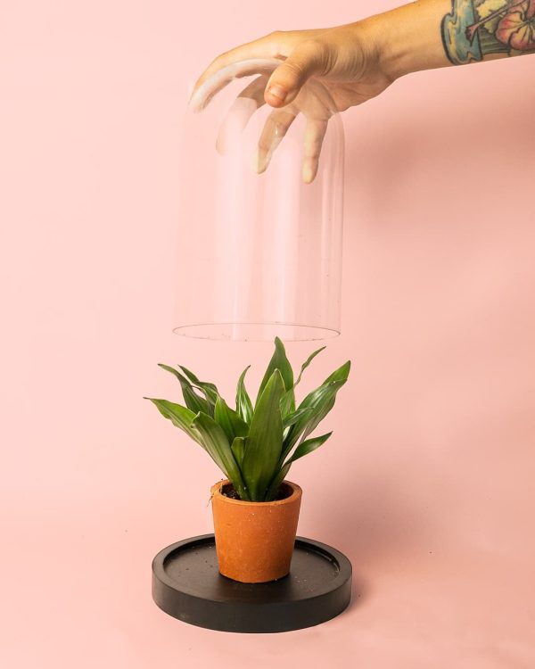 cupula mini planta sansevieria