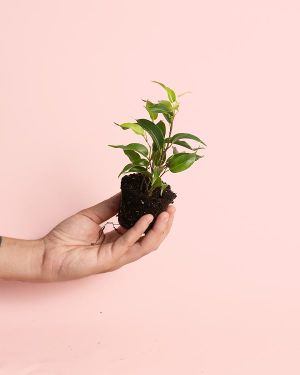 Ficus benjamin Natasja Mini planta