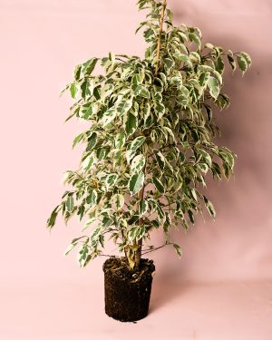 ficus hawai