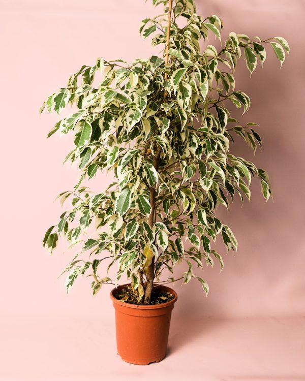 ficus hawai maceta