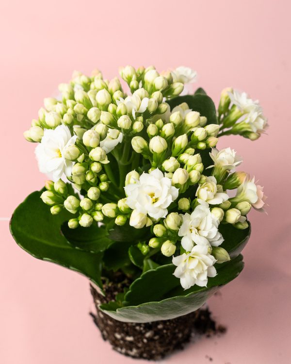 kalanchoe blanco mini flor