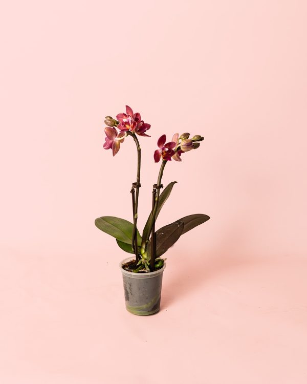 orquidea magenta mini planta