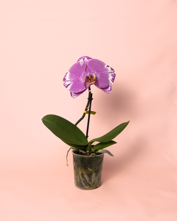 Orquidea - Phalaenopsis Singolo Victorio