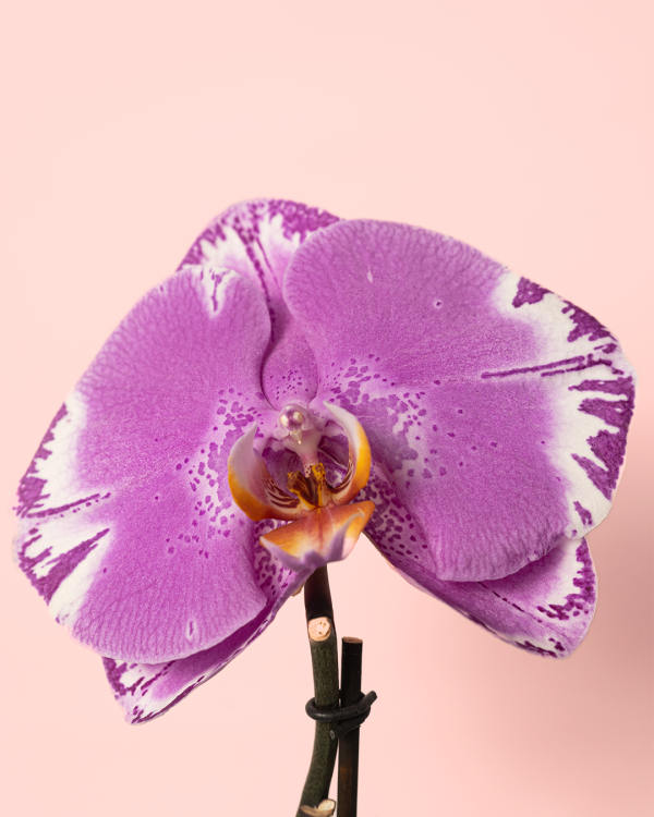 Orquidea - Phalaenopsis Singolo Victorio Flor