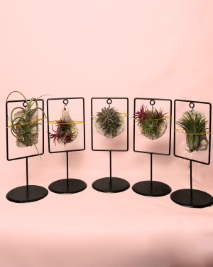 Tillandsia-mix-soporte-decorativo-todas