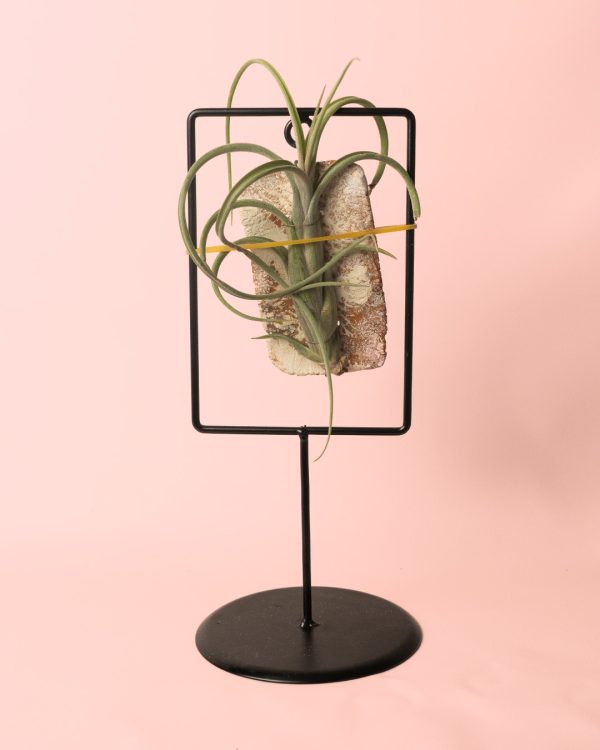 Tillandsia-mix-soporte-decorativo-medusa