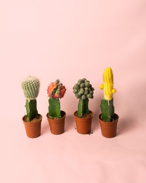 cactus mix mini box