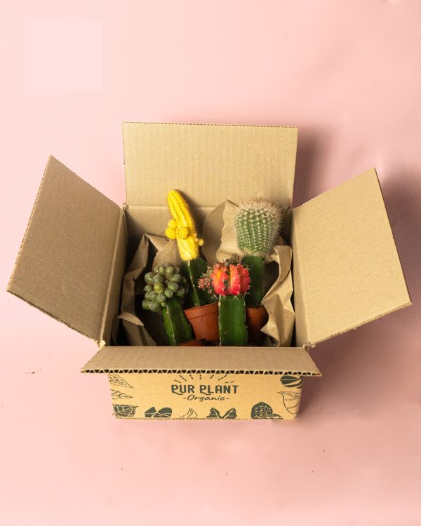 cactus mix mini box caja