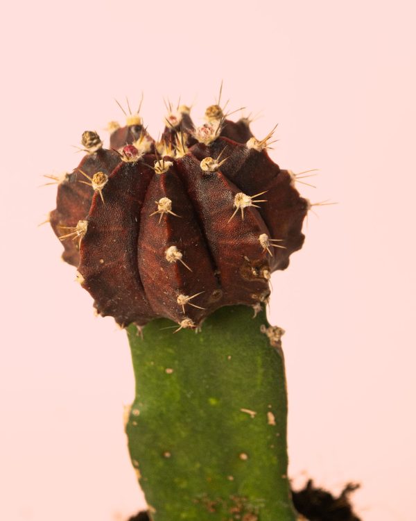 Cactus Gymnocalycium Japan Dark cabeza