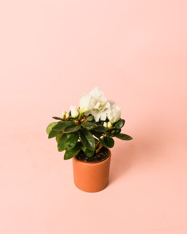 flor blanca rhododendron planta