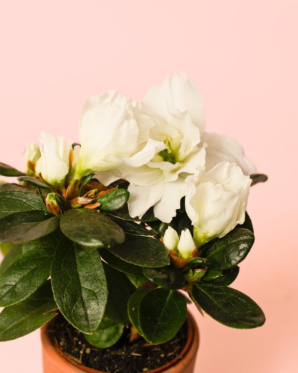 flor blanca rhododendron