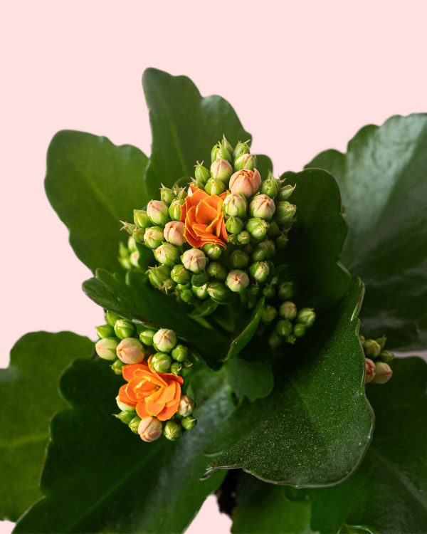 kalanchoe flor naranja