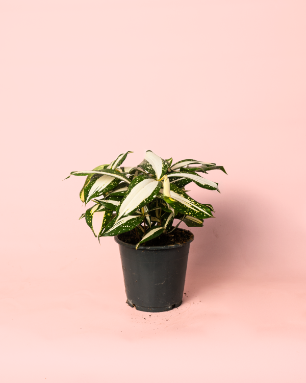 dracaena-variegada-milky