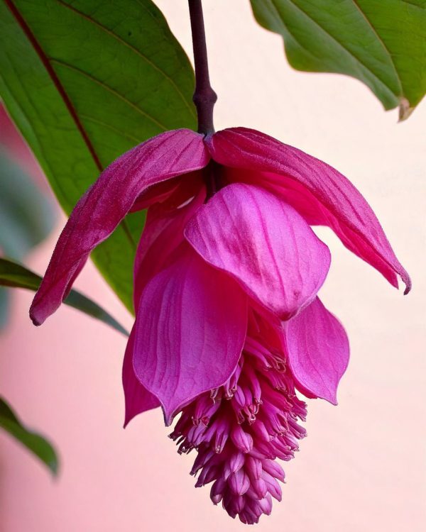 flor medinilla flamenco