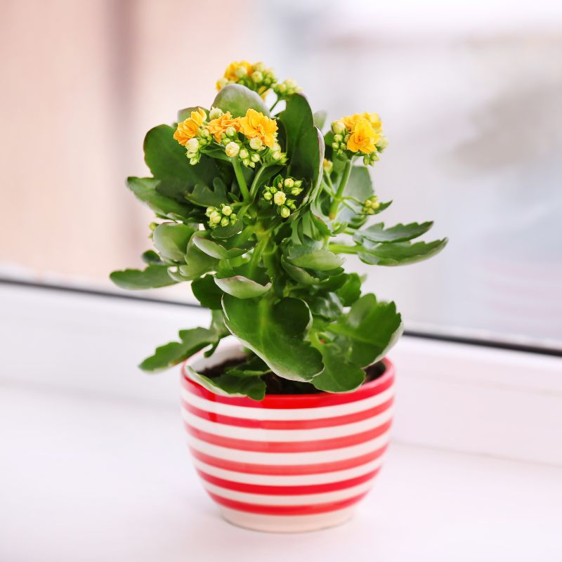 kalanchoe planta en ventana