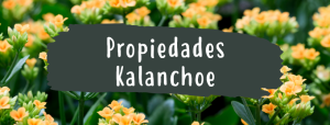 propiedades kalanchoe