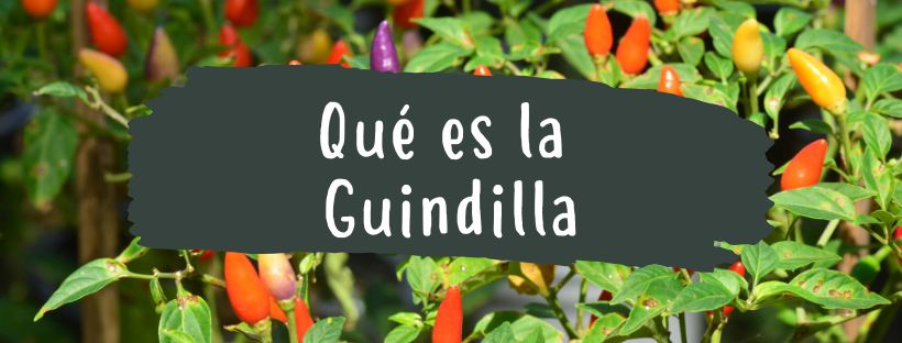 qué es la guindilla