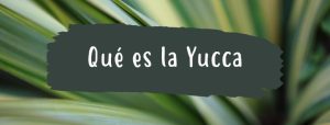 que es la yucca