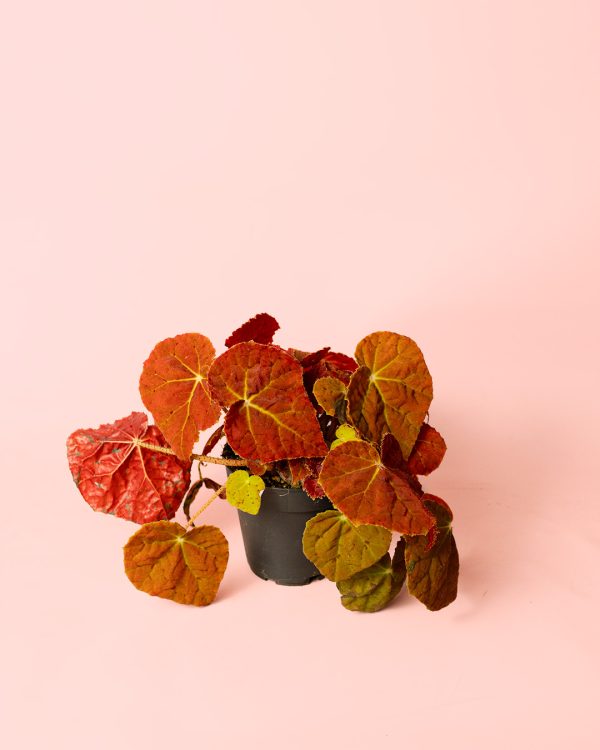 Begonia Autumn Ember