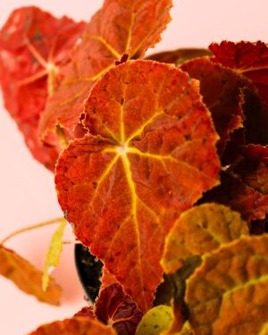 Begonia Autumn Ember hoja